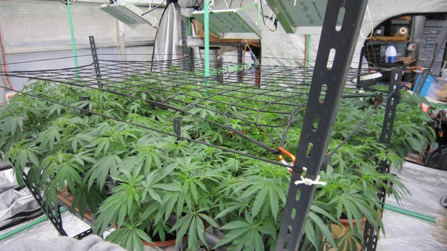 Runtz Mintz Cream by SnowShoe Joe. Week 15 - Facing Northwest.