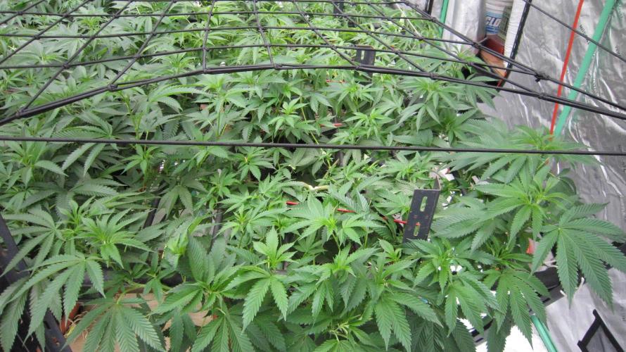 Runtz Mintz Cream by SnowShoe Joe. Week 15 - Plant #1