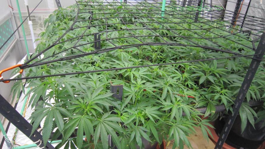 Runtz Mintz Cream by SnowShoe Joe. Week 15 - Plant #2