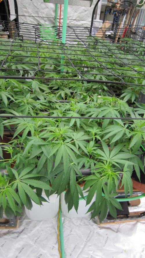 Runtz Mintz Cream by SnowShoe Joe. Week 15 - Plant #3
