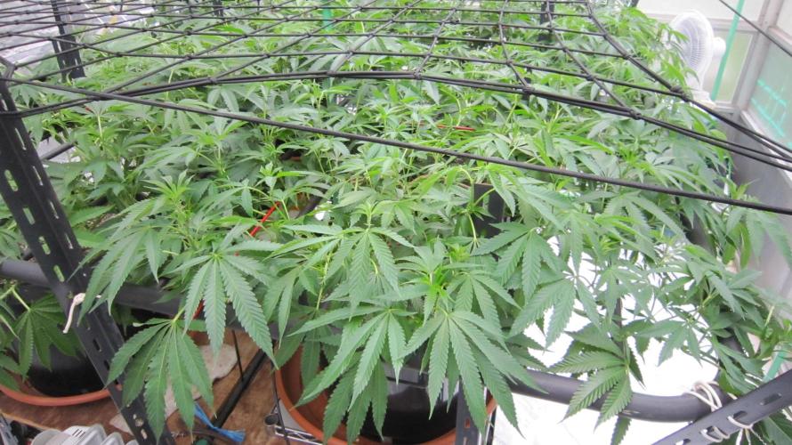 Runtz Mintz Cream by SnowShoe Joe. Week 15 - Plant #4