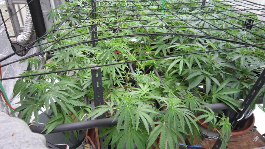 Runtz Mintz Cream by SnowShoe Joe. Week 15 - Plant #5