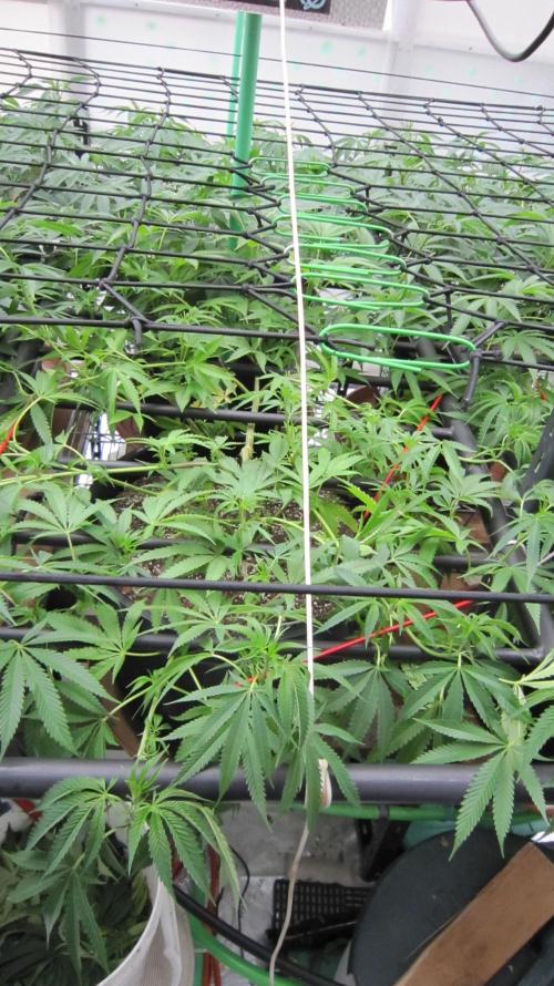 Runtz Mintz Cream by SnowShoe Joe. Week 15 - Plant #6