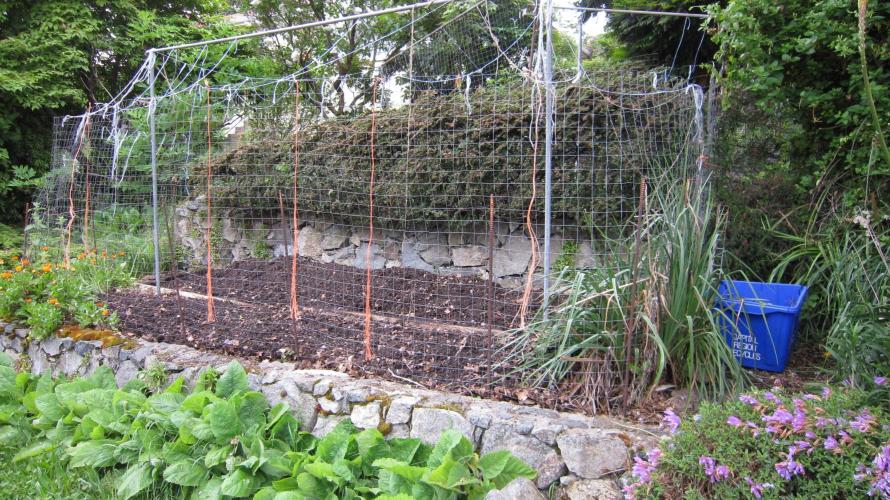 Runtz Mintz Cream by SnowShoe Joe. Week 15 - My 3rd garden area I've been working on this last week.