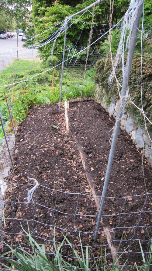 Runtz Mintz Cream by SnowShoe Joe. Week 15 - See the deer fence and the twine. Deer's don't like twine or string.