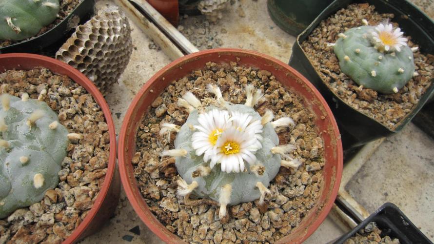 Runtz Mintz Cream by SnowShoe Joe. Week 15 - A Triple - Gave some flowering food and they flowered