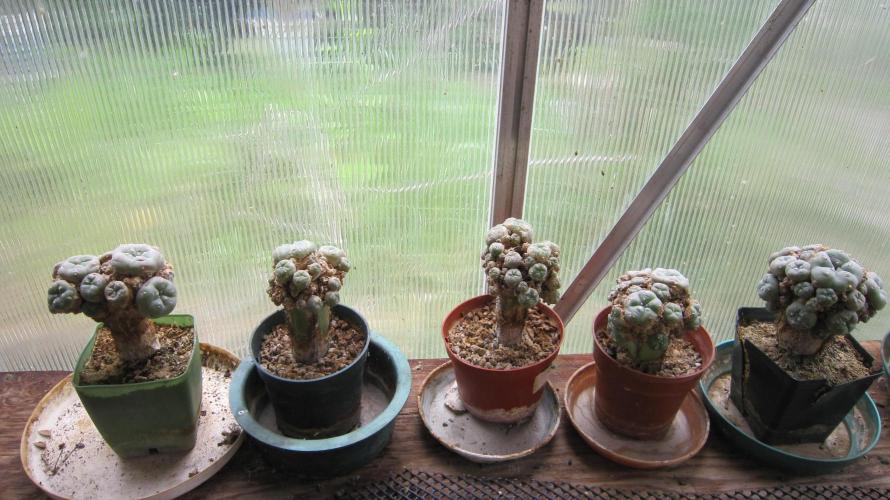 Runtz Mintz Cream by SnowShoe Joe. Week 15 - Grafted Lophophora Fricii. A, not as common, type of peyote.