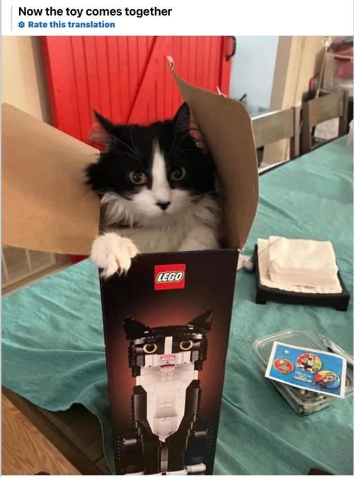 Runtz Mintz Cream by SnowShoe Joe. Week 15 - They pack them live or maybe the fairy godmother came to visit!!! and your real 