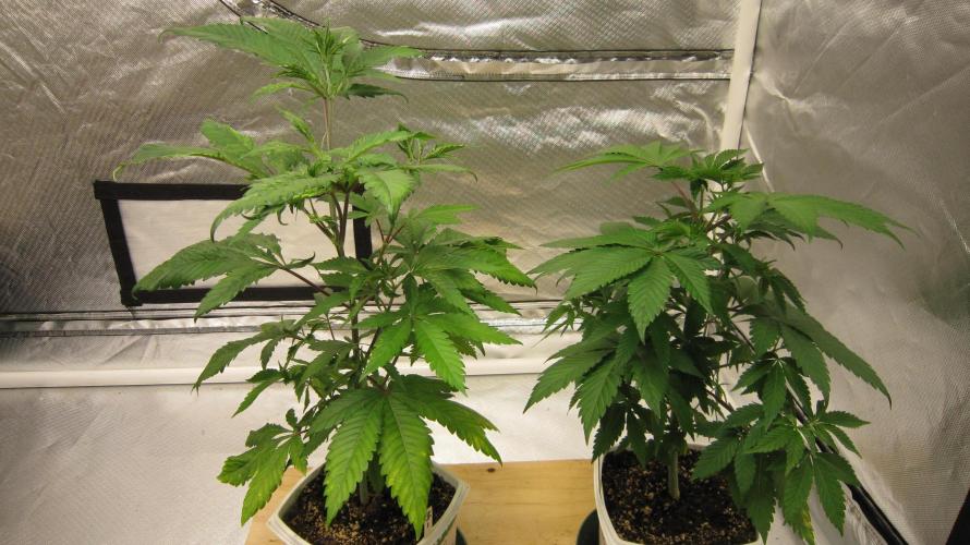 Gorilla Gelato - Ganja Seeds