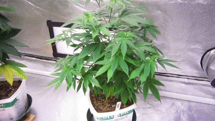 M.A.C.-Sensible Seeds-Premium Selection