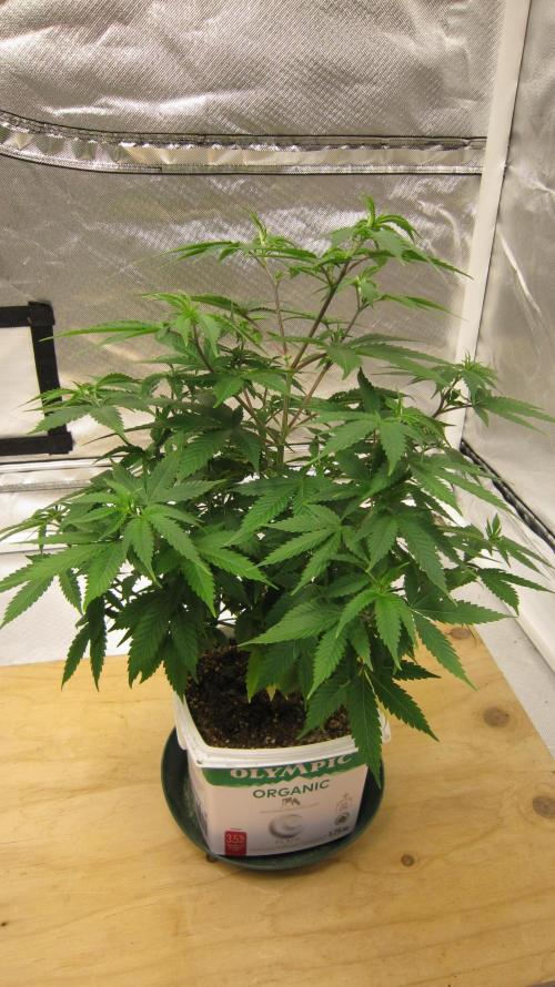 M.A.C.-Sensible Seeds-Premium Selection. Week 8 - M.A.C.