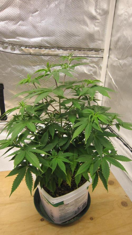 M.A.C.-Sensible Seeds-Premium Selection. Week 8 - M.A.C. - 1/4 turn