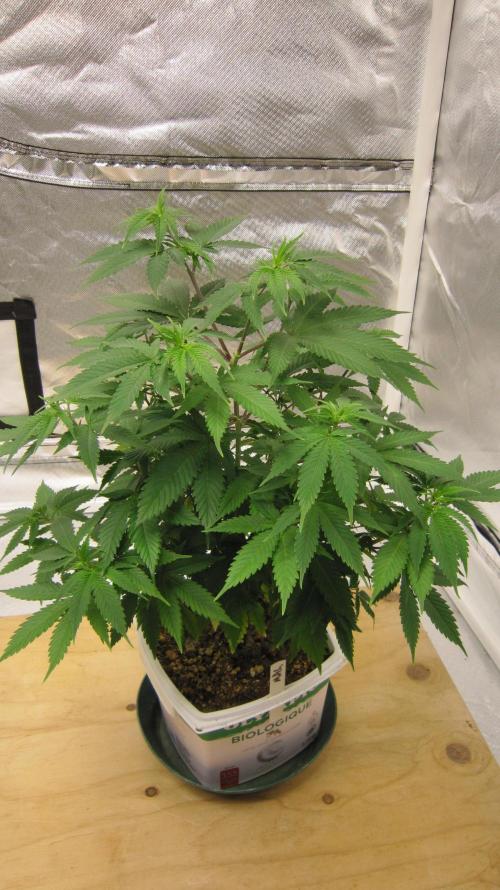 M.A.C.-Sensible Seeds-Premium Selection. Week 8 - MAC - 1/4 turn