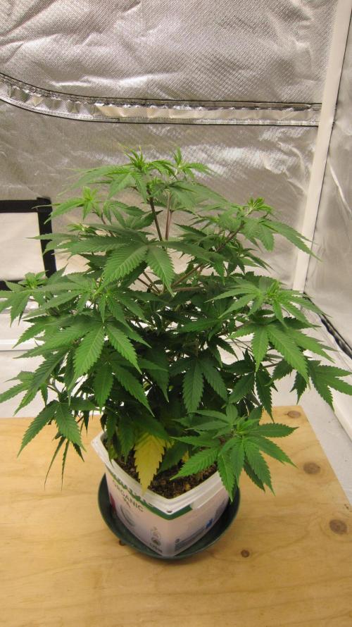 M.A.C.-Sensible Seeds-Premium Selection. Week 8 - 1/4 turn