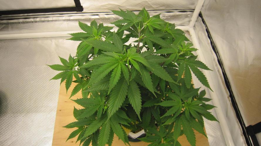 M.A.C.-Sensible Seeds-Premium Selection. Week 8 - Top View