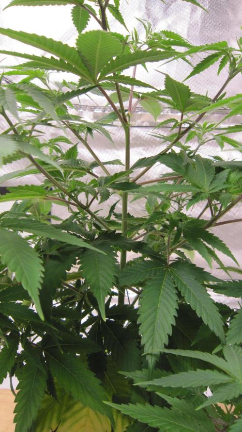 M.A.C.-Sensible Seeds-Premium Selection. Week 8 - Interior view.