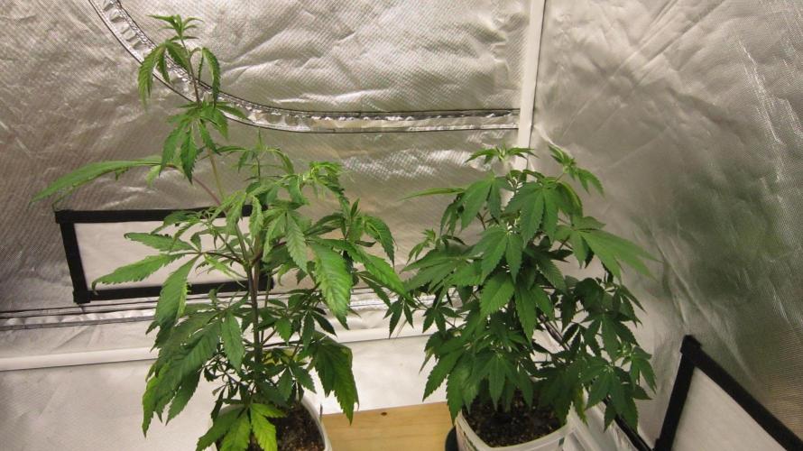 Gorilla Gelato - Ganja Seeds. Week 7 - Gorilla Gelato - 2 plants