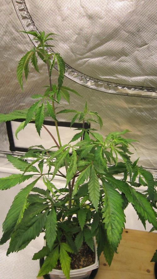 Gorilla Gelato - Ganja Seeds. Week 7 - Plant #1 - in the grow question they said it might be Cal-Mag or 