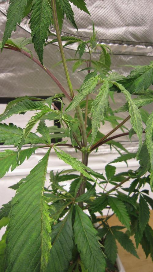 Gorilla Gelato - Ganja Seeds. Week 7 - Plant #1 - they also said it might be  genetic mutation.
