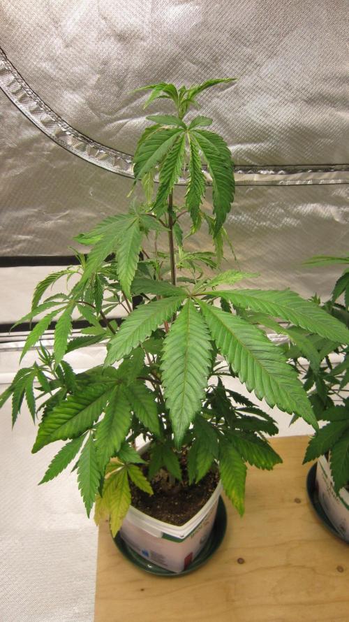 Gorilla Gelato - Ganja Seeds. Week 7 - Plant #1 - This side of the plant looks normal
