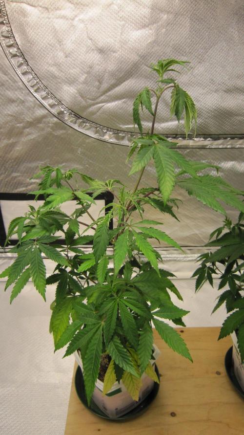 Gorilla Gelato - Ganja Seeds. Week 7 - Plant #1