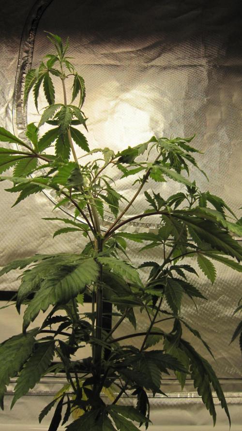Gorilla Gelato - Ganja Seeds. Week 7 - Plant #1