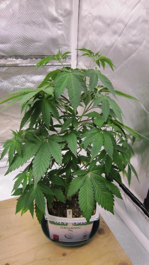 Gorilla Gelato - Ganja Seeds. Week 7 - Plant #2