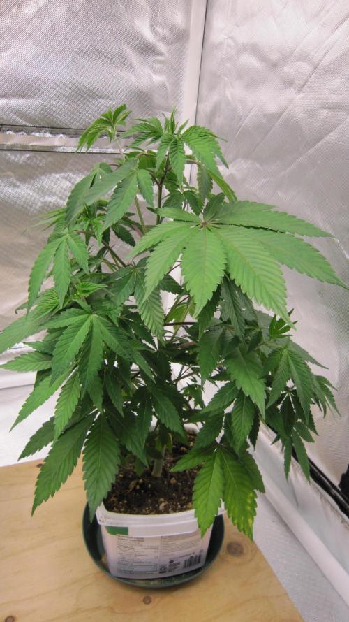 Gorilla Gelato - Ganja Seeds. Week 7 - Plant #2 - 1/4 turn
