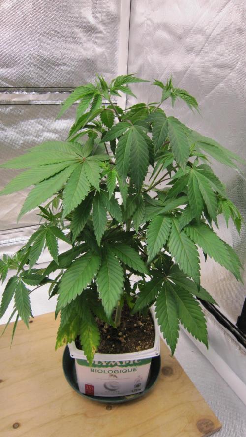 Gorilla Gelato - Ganja Seeds. Week 7 - Plant #2 - 1/4 turn