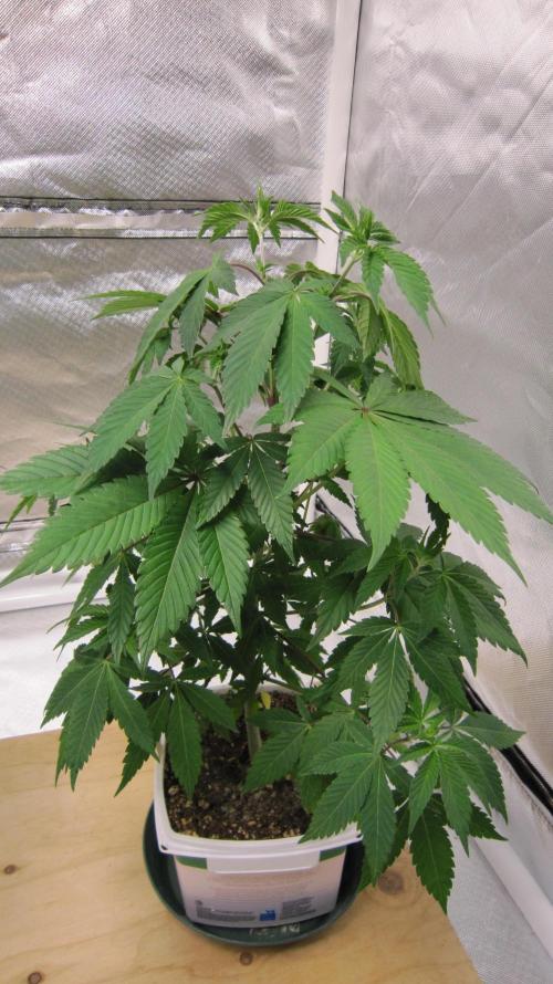 Gorilla Gelato - Ganja Seeds. Week 7 - Plant #2 - 1/4 turn
