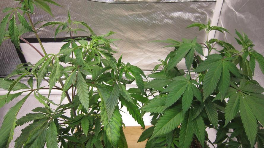 Gorilla Gelato - Ganja Seeds. Week 7 - Quite different looking sisters.