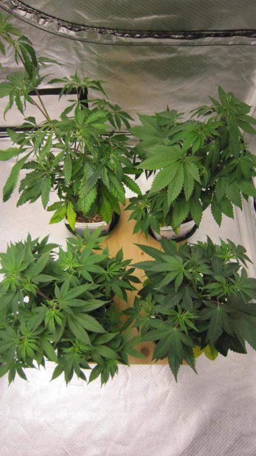 Gorilla Gelato - Ganja Seeds. Week 7 - The Gorilla Gelato are the top 2 plants.