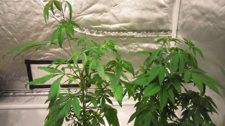 Gorilla Gelato - Ganja Seeds