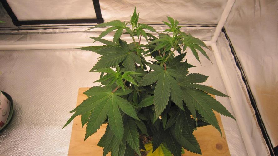 Banana 🍌 Gold Rush  🏆💰🌟. Week 7 - Top view