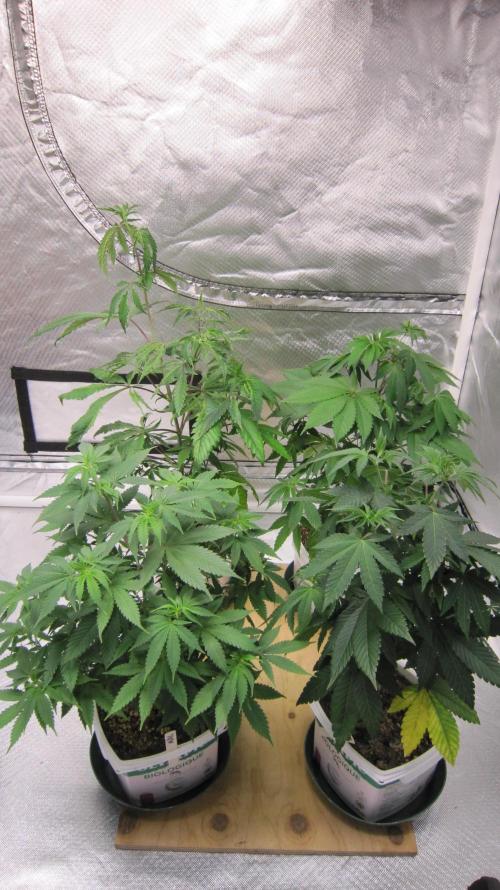 Banana 🍌 Gold Rush  🏆💰🌟. Week 7 - Banana Gold Rush - 1 plant is on the bottom right.