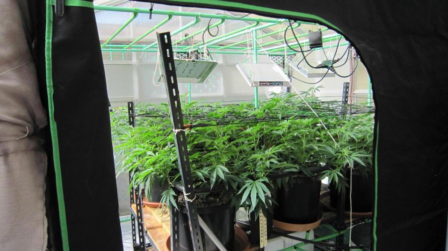 Runtz Mintz Cream by SnowShoe Joe. Week 16 - Just inside the greenhouse door.