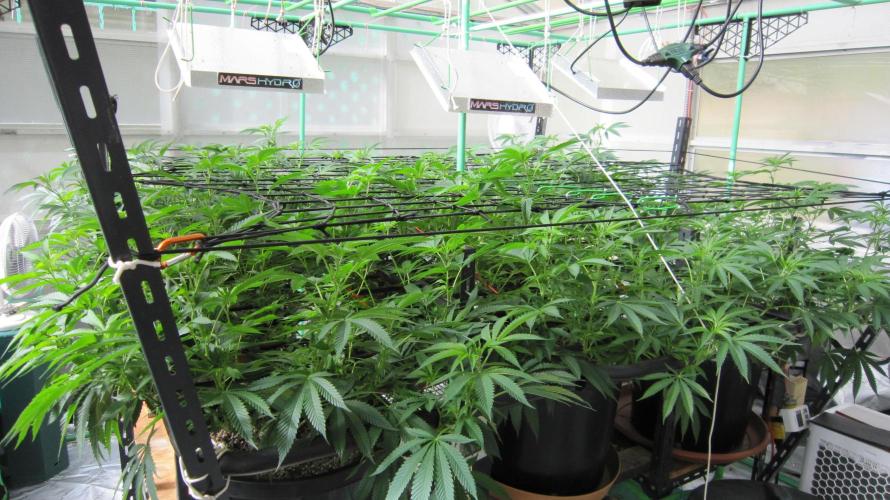 Runtz Mintz Cream by SnowShoe Joe. Week 16 - Just inside the tent. Facing Southwest.