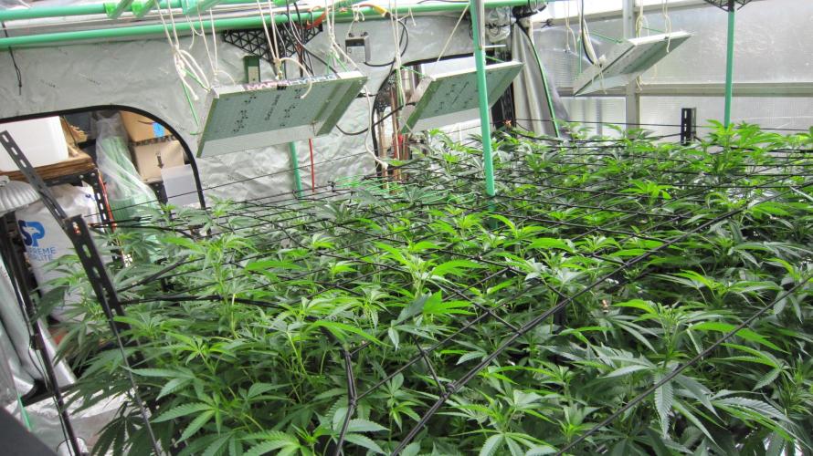 Runtz Mintz Cream by SnowShoe Joe. Week 16 - Facing Northeast