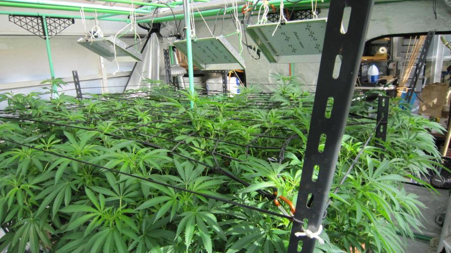 Runtz Mintz Cream by SnowShoe Joe. Week 16 - Facing Northwest