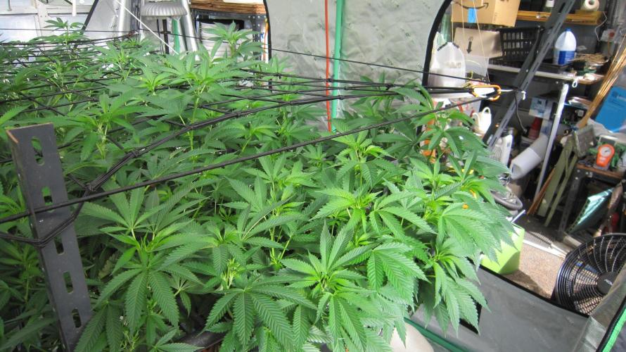 Runtz Mintz Cream by SnowShoe Joe. Week 16 - Plant #1