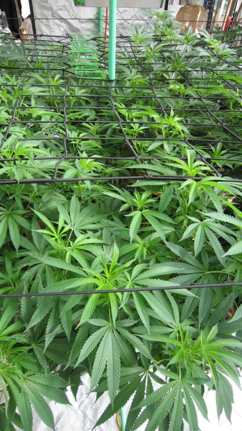 Runtz Mintz Cream by SnowShoe Joe. Week 16 - Plant #3