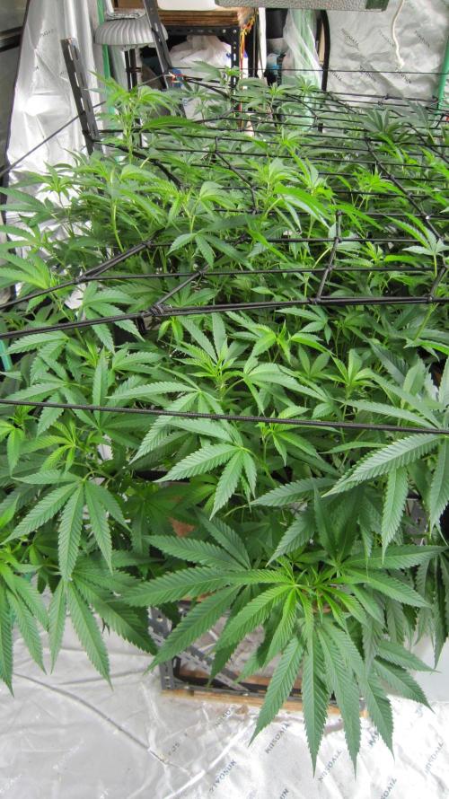 Runtz Mintz Cream by SnowShoe Joe. Week 16 - Plant #4