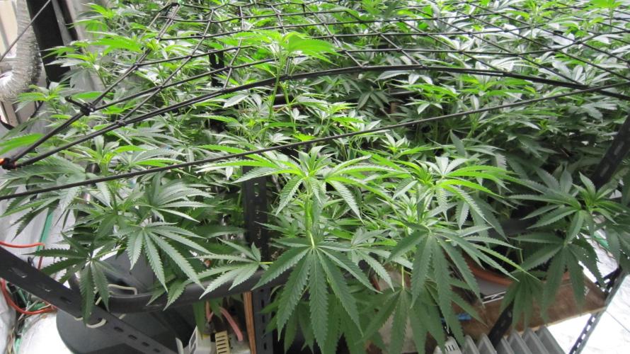 Runtz Mintz Cream by SnowShoe Joe. Week 16 - Plant #5