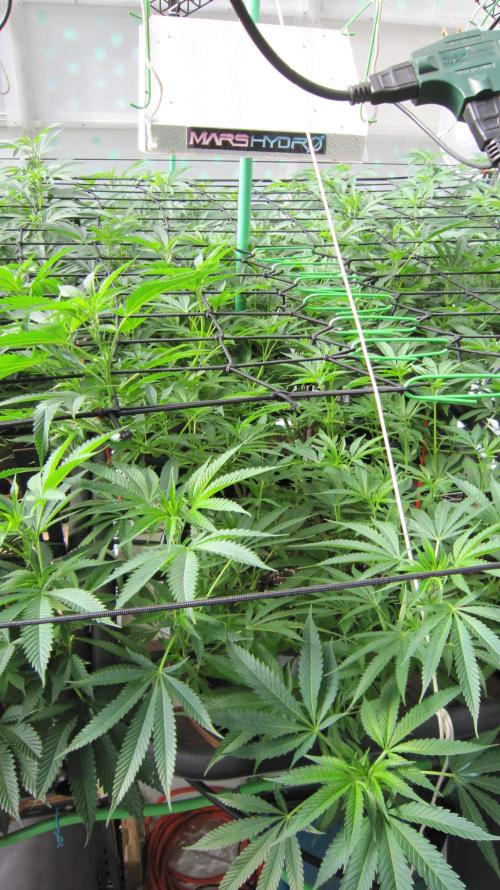 Runtz Mintz Cream by SnowShoe Joe. Week 16 - Plant #6