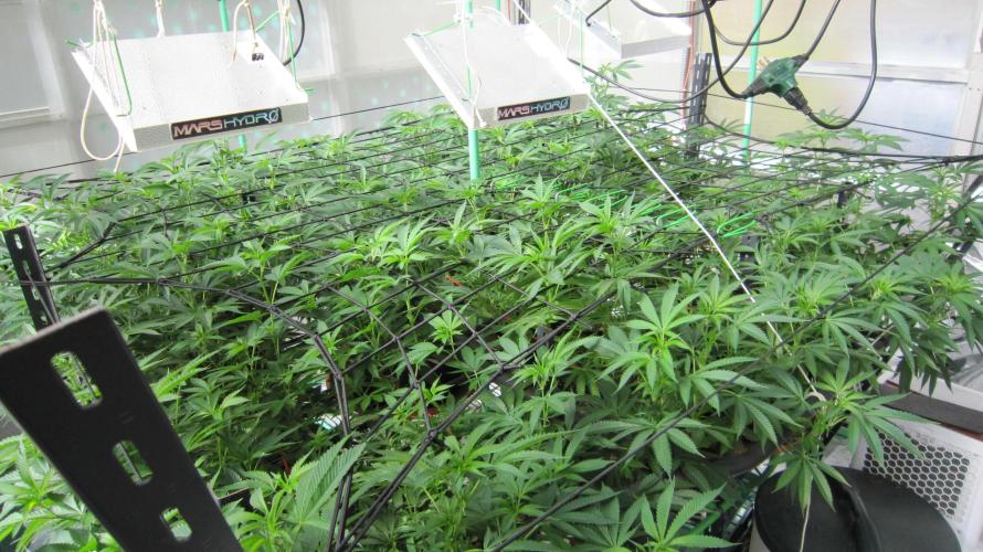 Runtz Mintz Cream by SnowShoe Joe. Week 16 - Looking over the table