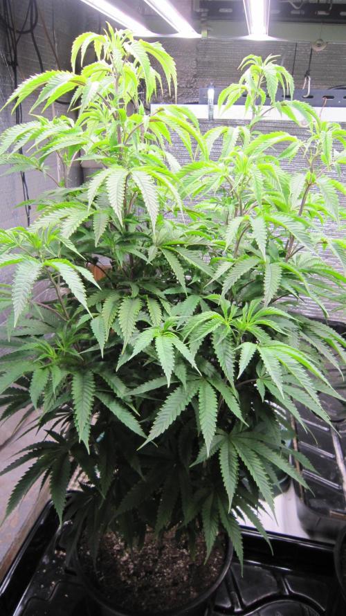 Runtz Mintz Cream by SnowShoe Joe. Week 16 - Male Plant #1