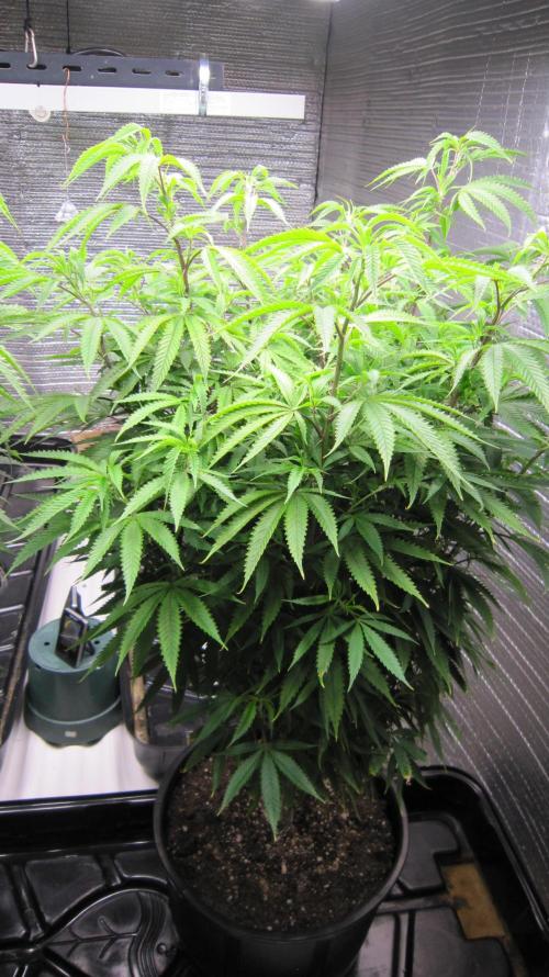 Runtz Mintz Cream by SnowShoe Joe. Week 16 - Male Plant #14