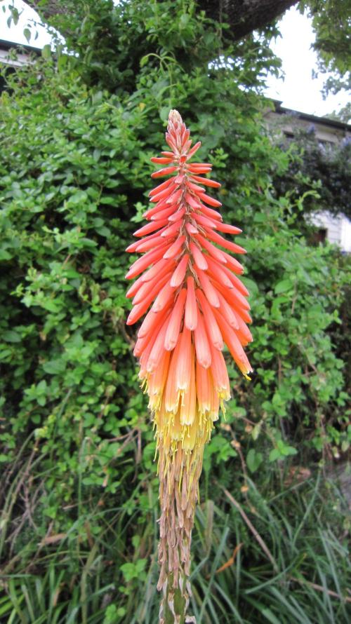 Runtz Mintz Cream by SnowShoe Joe. Week 16 - Red Hot Poker
