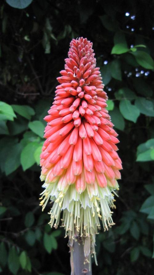 Runtz Mintz Cream by SnowShoe Joe. Week 16 - Red Hot Poker