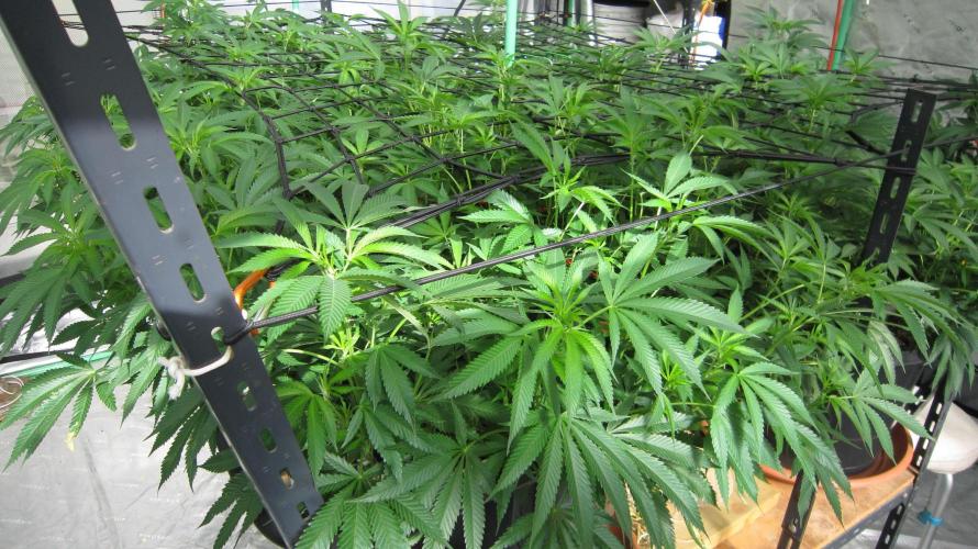 Runtz Mintz Cream by SnowShoe Joe. Week 16 - Plant #2